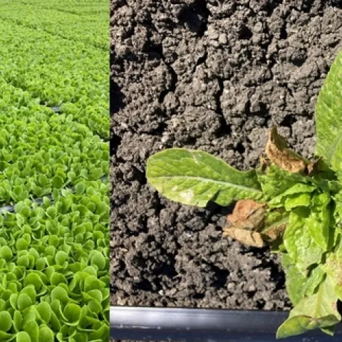 Lettuce transplants in a local transplant nursery and showing INSV symptoms just two weeks after planting in the field