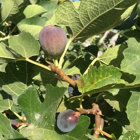 Enjoy figs this month. (Photo: Nancy Devaurs)