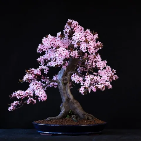 blood-plum-7101127 1280 Pixbay