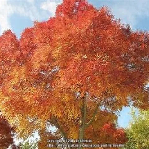 photo of a raywood ash tree in the fall