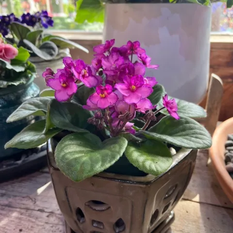 Brightly colored flowers on a purple violet.