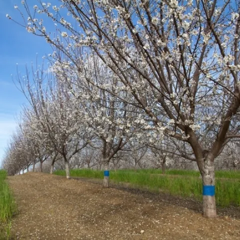 Con notificaciones por adelantado de la herramienta de CalAgroClimate, los agricultores podrían utilizar calentones, máquinas de viento, irrigación y otras tácticas para disminuir los impactos del clima frio, tal como el daño que se ocasiona a los almendros en flor.