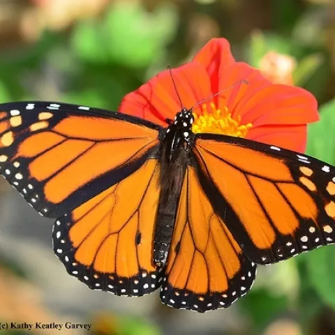 A male monarch nectaring on Mexican sunflower, Tithonia rotundifola. (Photo by Kathy Keatley Garvey)