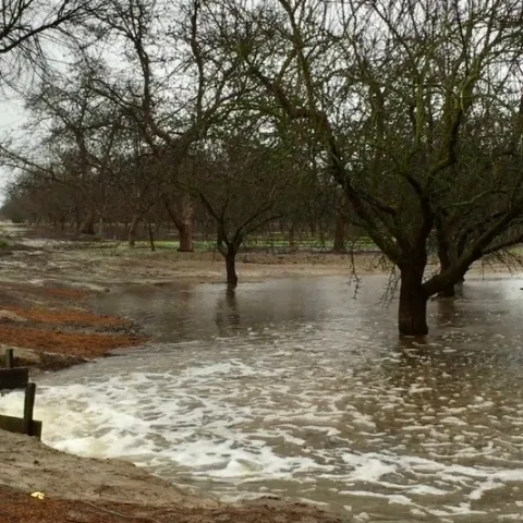 Recarga de agua subterránea en una huerta de almendras.