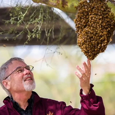 Honey bee geneticist Robert E. Page examining a swarm. (Photo courtesy of Arizona State University)