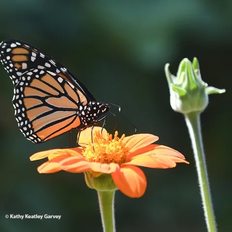 A monarch butterfly nectaring on a Mexican sunflower, Tithonia rotundifola, in a Vacaville garden. (Photo by Kathy Keatley Garvey)