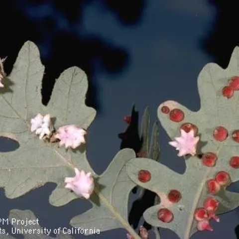 Oak galls, which come in a wide variety of shapes and colors, don't harm people or trees. (Photo: UC IPM)