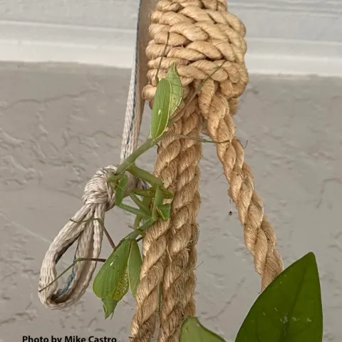 Two female praying mantes, Stagmomantis limbata, encounter one another on a potted plant in Vacaville. (Cell phone image by Mike Castro)