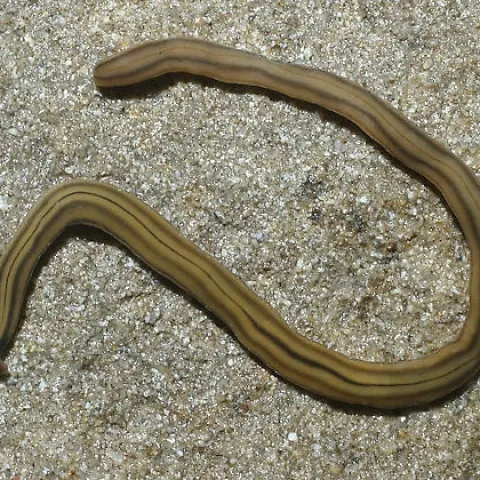 Hammerhead Flatworm 2
