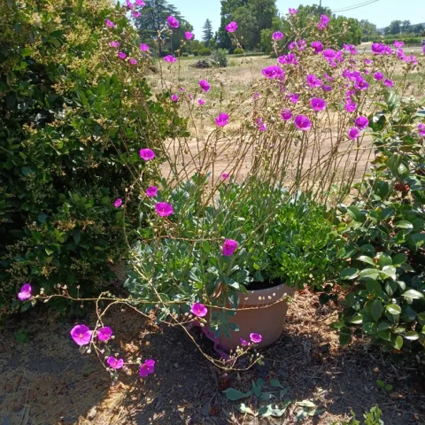 Calendrinia spectabilis blossoms