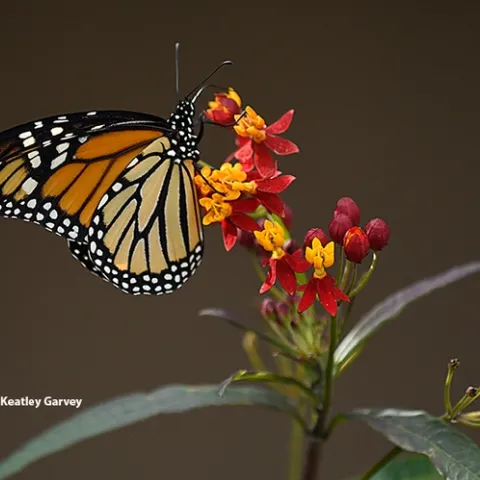 A female monarch butterfly sipping nectar from a tropical milkweed on Wednesday, Nov. 1 in a Vacaville garden. (Photo by Kathy Keatley Garvey)