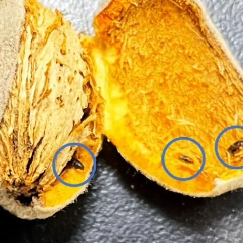 Beetles inside of an almond