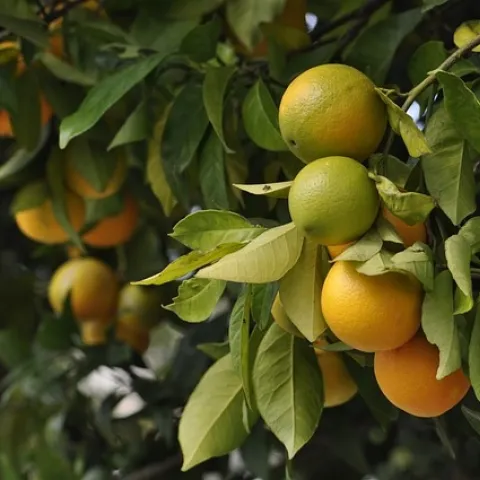 Protect citrus when nighttime temperatures fall below freezing. (Photo: Pixabay)