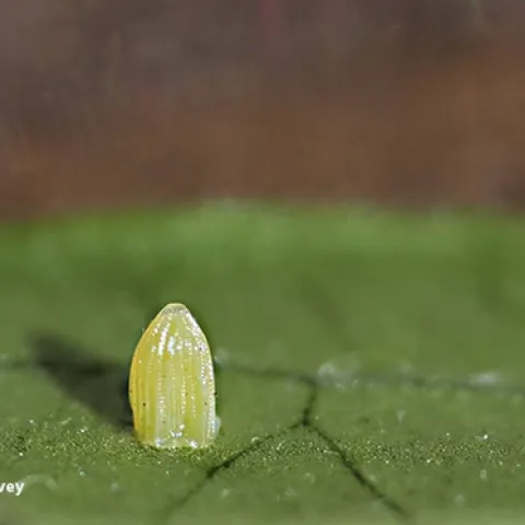 A tiny monarch egg, about the size of a pin head. (Photo by Kathy Keatley Garvey)