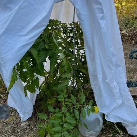 Photo of covered tomato plant
