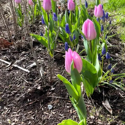 Tulips and Grape Hyacinth add color and beauty to an early spring garden. Marijke Dixon Wood