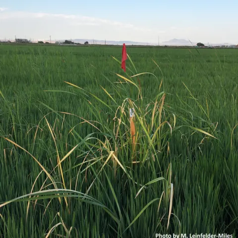Fig. 1. The herbicide, Loyant, was trialed on cattails in 2022 and 2023. We observed good control when cattails were less than 3 feet tall.