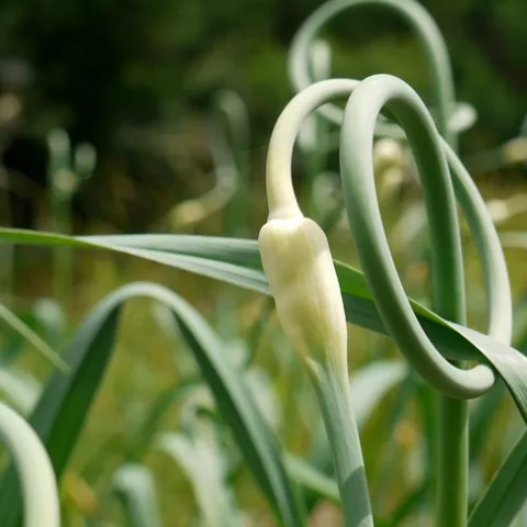 Garlic scape by grongar is licensed under CC BY 2.0.