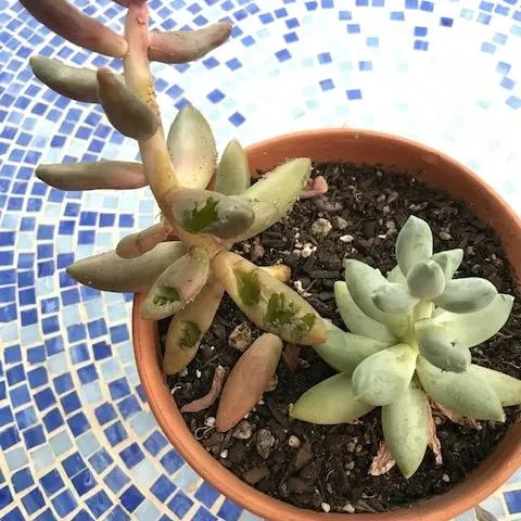 Devour by bird. photos by Karen Metz