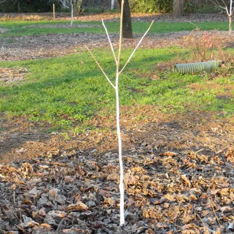 Fuyu persimmon purchased bare-root and planted. Jeanette Alosi