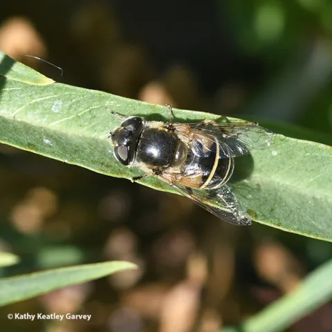 A dorsal view of a syprhid fly sunning itself on a leaf. (Photo by Kathy Keatley Garvey)