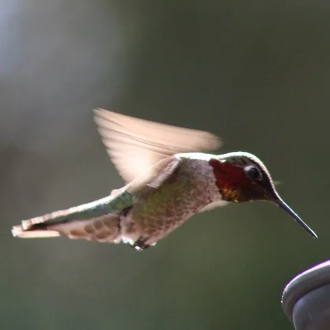 Hummingbirds are frequent garden visitors. (Photo: Nancy Devaurs)