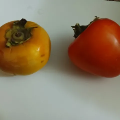 Non-astringent and astringent persimmon. photo by Kathy Low