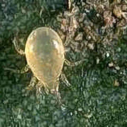 predatory mite