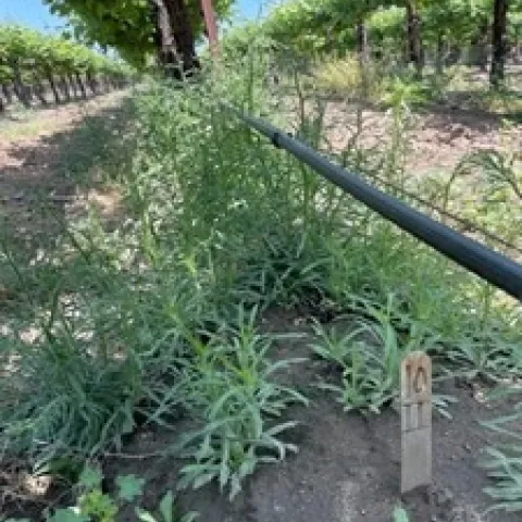 Photo 1. Untreated Fleabane Plot, 42 days after application May 23, 2023.