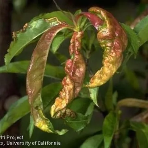 Photo of peach leaf curl on peach leaf