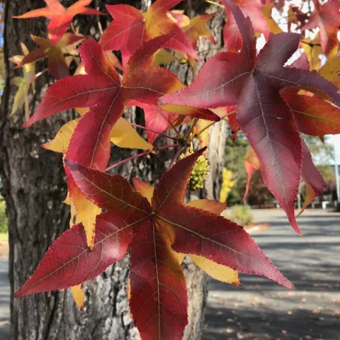 Close up of pointed leaves showing fall color.