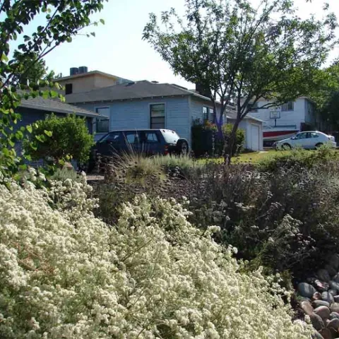 A mini hedgerow incorporating a number of native plants. Eve Werner