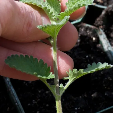 CuttingPropagation-photo