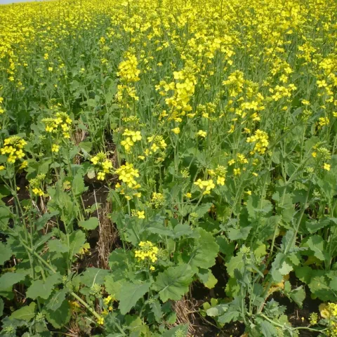 Canola