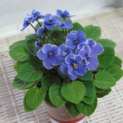 African violets reliably bloom several times a year. (Photo: Wikimedia Commons)