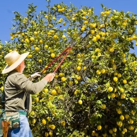 Árboles de cítricos.