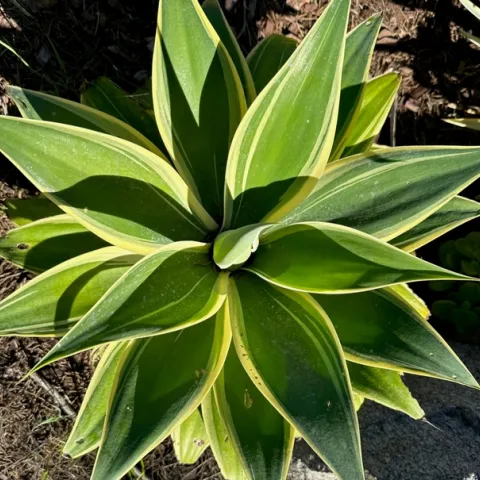 Photo by Samantha Dowdall