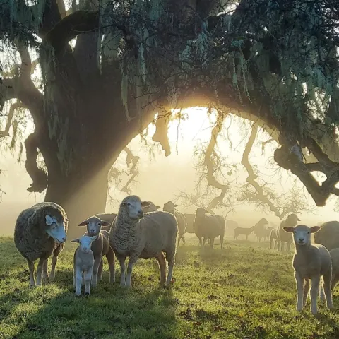 Sheep in a grassy pasture under a tree