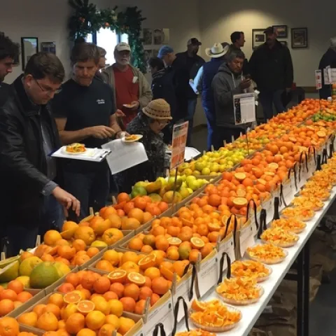People holding paper plates and lists of citrus varieties mill around a long table filled with boxes of assorted citrus varieties.