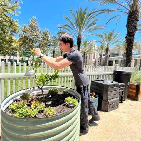 Eric pulls apart the leaves on a small shrub in a large container.