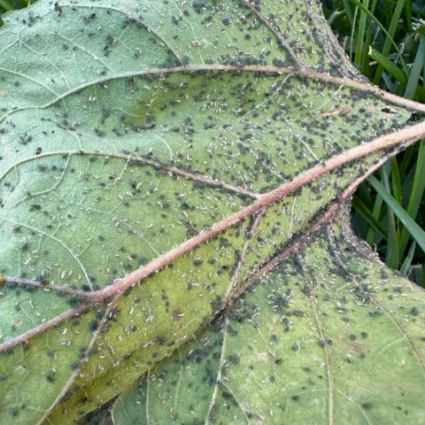 Aphid Leaf. photos by Melinda Nestlerode