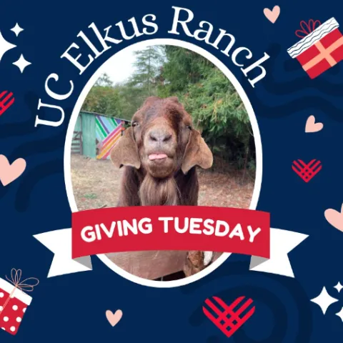 A goat face framed with the words: UC Elkus Ranch Giving Tuesday