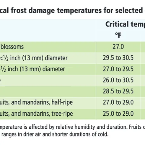 Frost damage temperatures for selected citrus. UC ANR