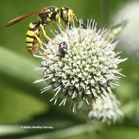 A crabronid wasp or beewolf in the genus Philanthus foraging on a pineapple sea lily (Eryngium horrium) in Vacaville. (Photo by Kathy Keatley Garvey)