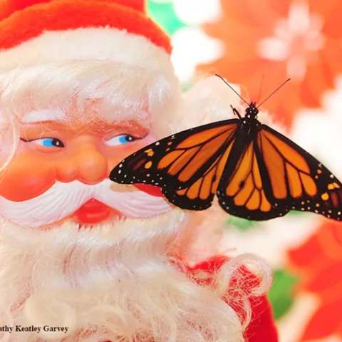 Does Santa shop at the Bohart? Yes, he does. Items in the gift shop include monarch pins. (Photo by Kathy Keatley Garvey)