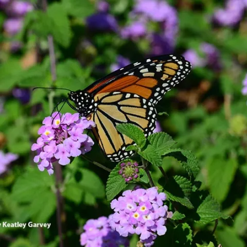 A monarch sips nectar from lantana near a Vacaville supermarket. (Photo by Kathy Keatley Garvey)