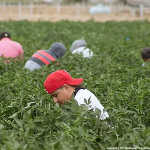 five people crouch among dense jalapeno pepper bushes to harvest the chili peppers.