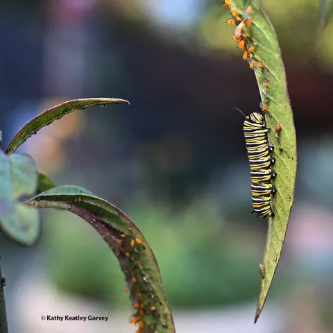 A monarch caterpillar sharing a milkweed leaf with oleander aphids on Dec. 8, 2023 in a Vacaville garden. (Photo by Kathy Keatley Garvey)