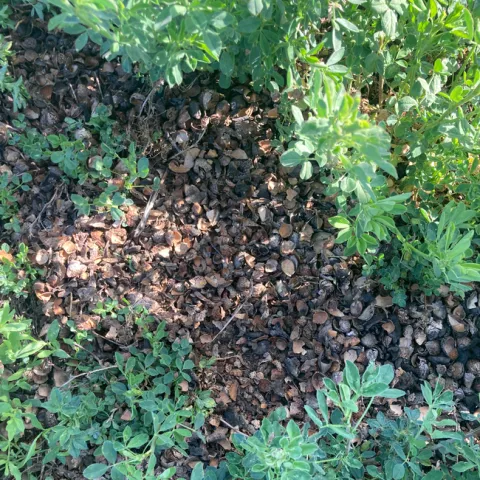 almond shell mulch picture
