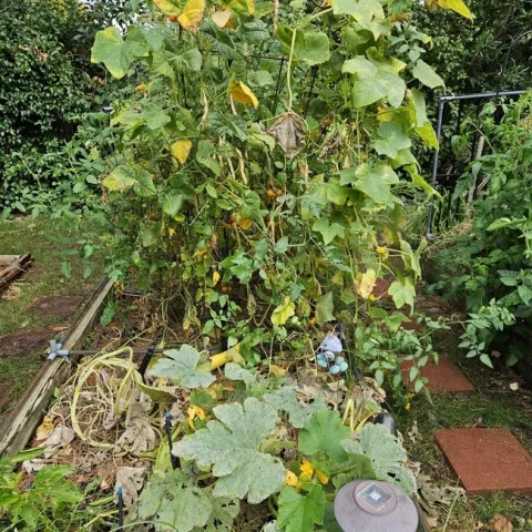 Time to put garden to sleep - Paula Pashby